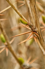 The thorns on the stems of plants.