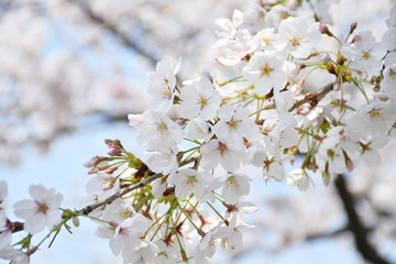 桜の花　青空

