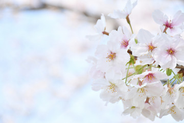 桜の花　青空

