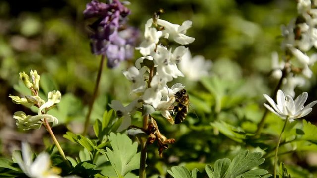 a close-up of bee pollinates white Corydalis growing in the forest. wild forest flowers, primroses in sunny spring day. medicinal plant growing in the forest
