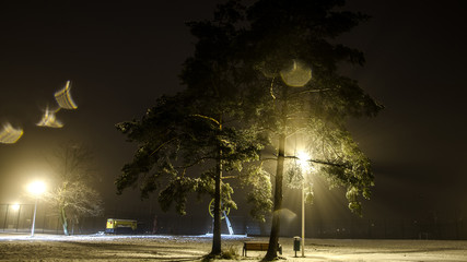 ośnieżone drzewa nocą w Polsce 