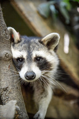 gros plan d'un mignon raton laveur à l'extérieure monter sur arbre