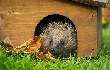Hedgehog. (Scientific name: Erinaceus Europaeus) wild, free roaming hedgehog, taken from a wildlife hide to monitor the health and population of this declining species  © Moorland Roamer