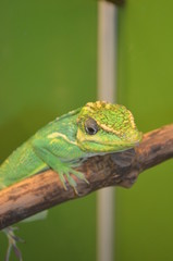 green lizard on a brown branch on a green background