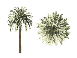 Pixelated Palm phoenix tree. Pixel Art Vector illustration. Isolated on white background. Top view.