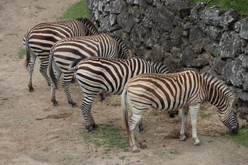 Naklejka na ściany i meble zebras in the zoo
