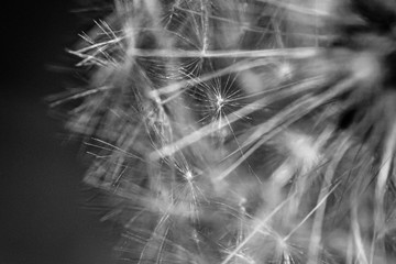 Pusteblume/Löwenzahn