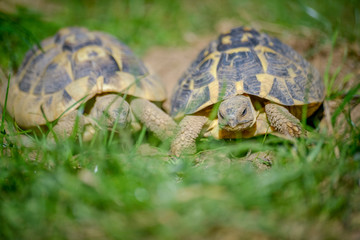 tortue terrestre faune d'Europe au milieu de grande herbe
