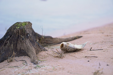 The dead fish on the beach  