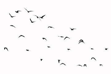 birds flying in the sky, isolated with white background, clipping path  