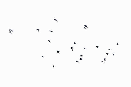 birds flying in the sky, isolated with white background, clipping path  
