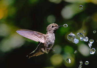 Hummingbird with water droplets © Jennifer Chen