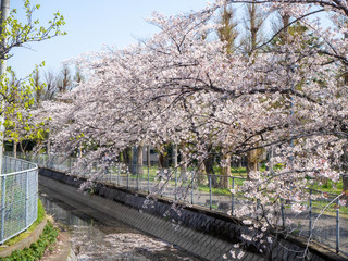 用水路沿いの満開のソメイヨシノの桜並木	