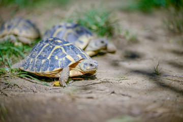 tortue terrestre faune d'Europe au milieu de grande herbe