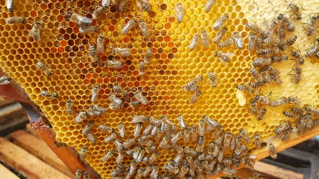 Bee apiary. Close-up. Bees crawl on a frame with honey. Freshly picked honey glistens in the honeycombs. Part of the frame is already wax sealed. On the part of the frame in the honeycomb of the bee b