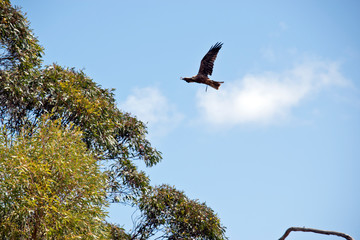 the black kite is flying amongst the tree tops