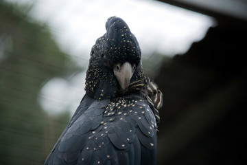 this is a close up of a red tailed  black cockatoo