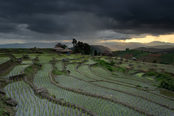 Fototapeta na wymiar Beautiful landscape rice fields on terraced of Ban Pa Bong Piang in the rainy season, Chiangmai, Thailand