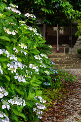 日本の木造建築の前で咲いている紫陽花