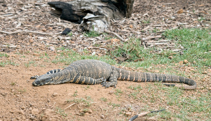 the Rosenberg's monitor is resting in the sun