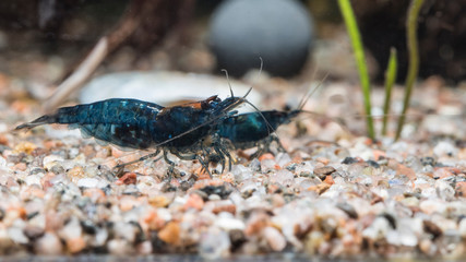 Neocaridina blå Topaz Shrimps in Aquarium