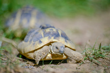 tortue terrestre faune d'Europe au milieu de grande herbe