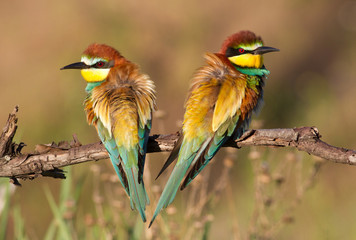 European bee eater, Merops apiaster. Family portrait