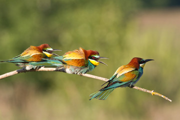 Bee-eater, Merops apiaster. One of the most colorful birds.