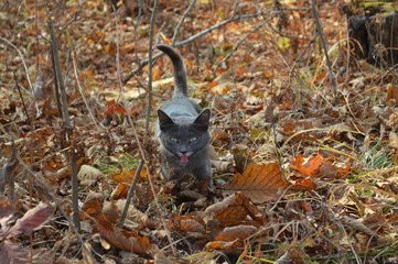 Fototapeta premium gray kitten in the autumn forest among the fallen leaves