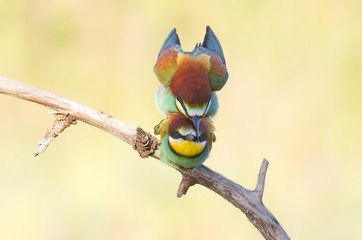 Bee-eater, Family makes love
