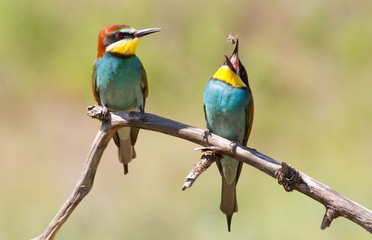 A family of bee-eaters. The male juggles a bee.