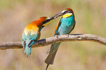 A family of bee-eater, a male gives a female a bee