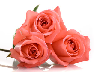 orange peach color tone of rose flower bouquet isolated on white background