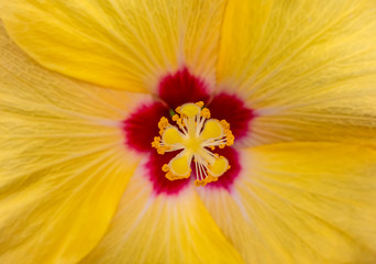 Hibiscus flower closeup
