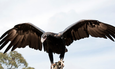 the wedge tail eagle is using his wing for balance