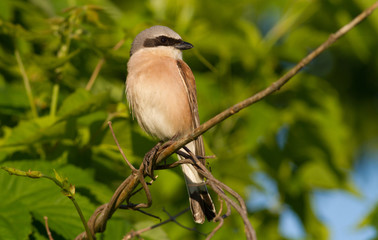 Red-backed shrike, Lanius collurio. Bird of prey sitting on a branch