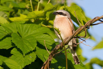 Red-backed shrike, Lanius collurio. Bird of prey sitting on a branch