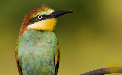 Common bee-eater, merops apiaster. Close-up