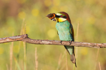 Common bee-eater, merops apiaster. With a butterfly in its beak