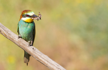 Merops apiaster, common bee-eater. With a butterfly in its beak