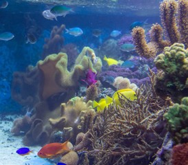 coral reef scenery