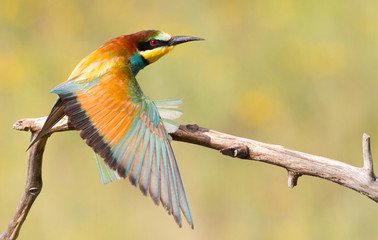 Merops apiaster, common bee-eater. Bird spread its wings