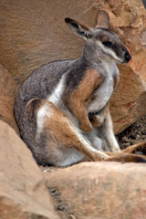 Naklejka na ściany i meble the Yellow footed rock wallaby is in a rock crevis