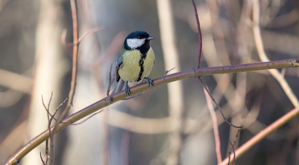 great tit on light twing