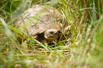 tortue terrestre faune d'Europe au milieu de grande herbe