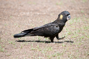 this is a side view of a yellow tailed black cockatoo