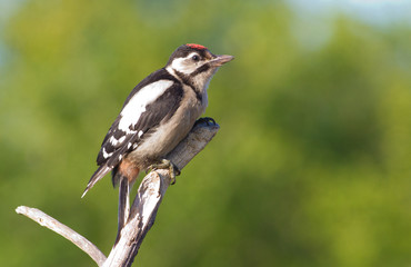 Dendrocopos syriacus, Syrian woodpecker. The bird sits on a branch