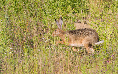 Obraz na płótnie Canvas Brown hare, lepus europaeus, european hare