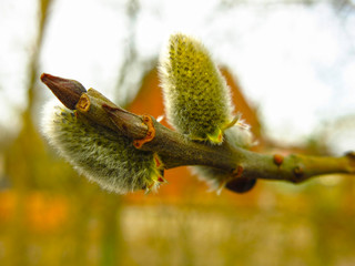 swollen willow buds in the spring on the branches © Lumatis