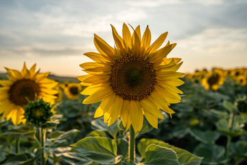 Sunflowers at sunset time. Summer time.